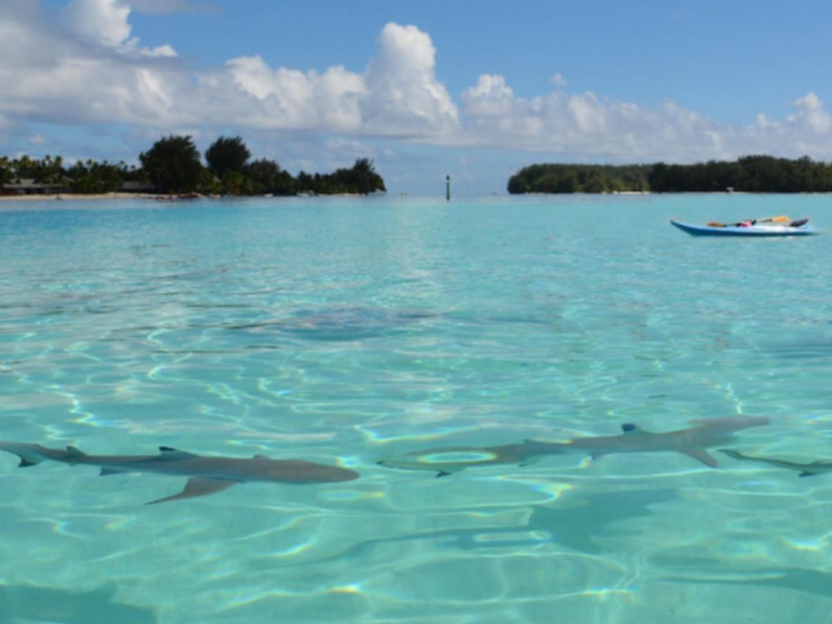 Вилла Moorea Pool & Lagoon House Экстерьер фото